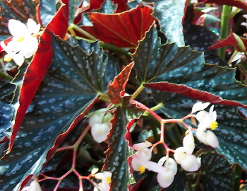 B. ‘Olive Princess’